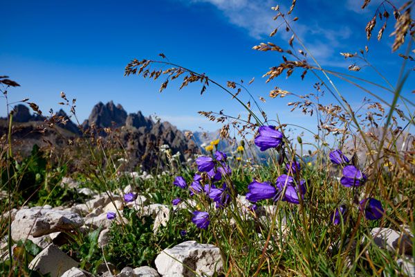 luxartim.ro-Alpine, Bell, Bluebell