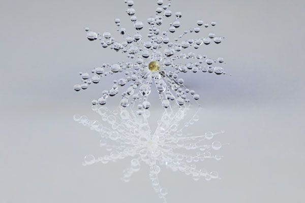 luxartim.ro-reflection, dandelion, dew
