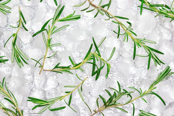 luxartim.ro-ice, cubes, plant