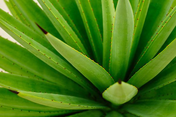 luxartim.ro-abstract, agava, agave