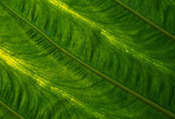 luxartim.ro-background, agriculture, rural
