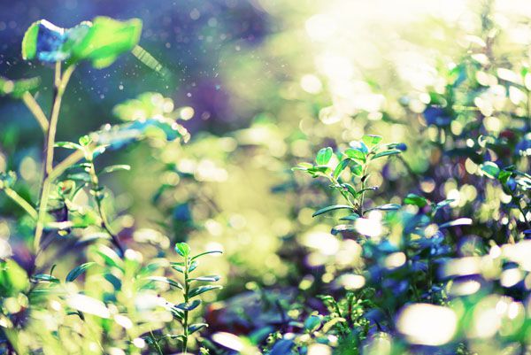 luxartim.ro-background, bokeh, forest