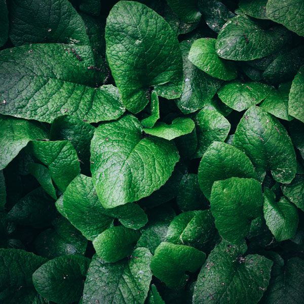 luxartim.ro-background, nature, leaf (2)