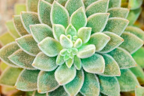 luxartim.ro-cactus, succulent, floral