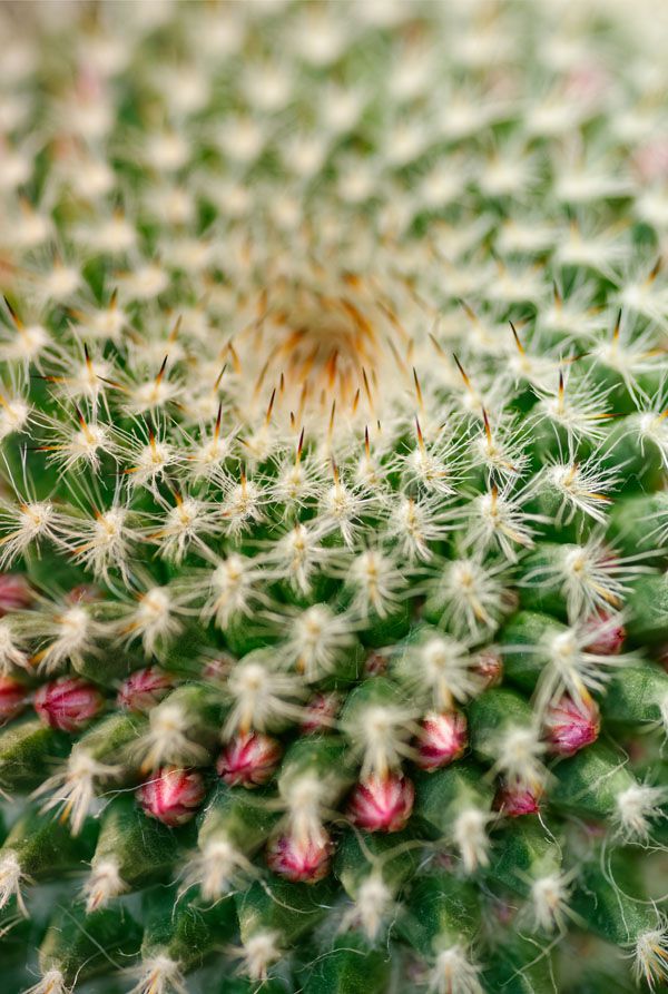 luxartim.ro-cactus, succulent, thorny
