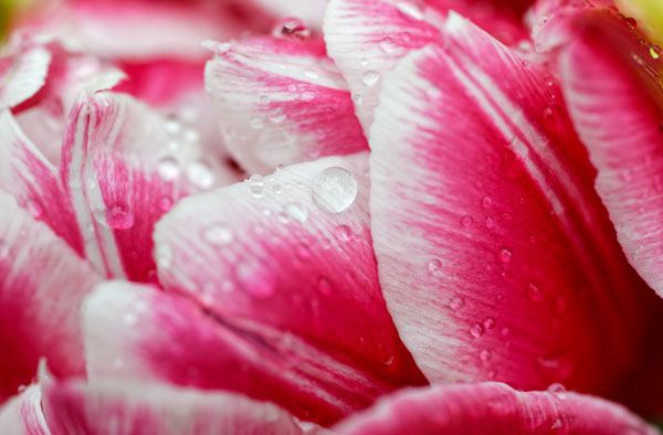 luxartim.ro-dewdrop, nature, petal