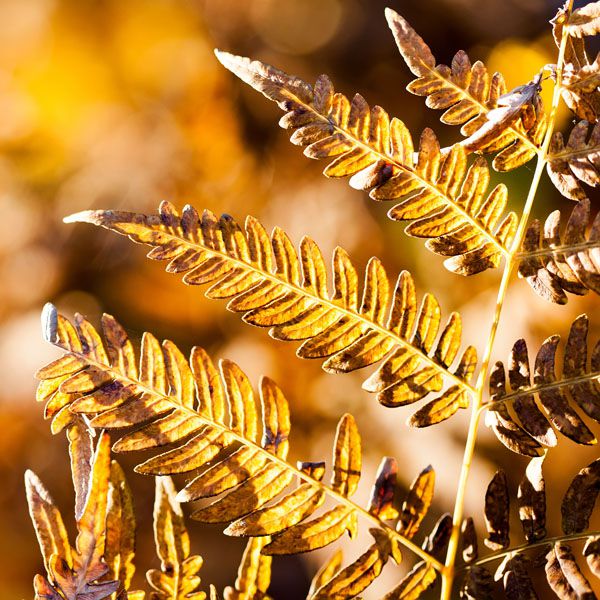 luxartim.ro-Fern, Aged, Natural