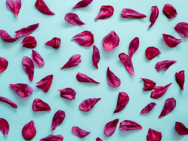 luxartim.ro-flower, flat lay, peony