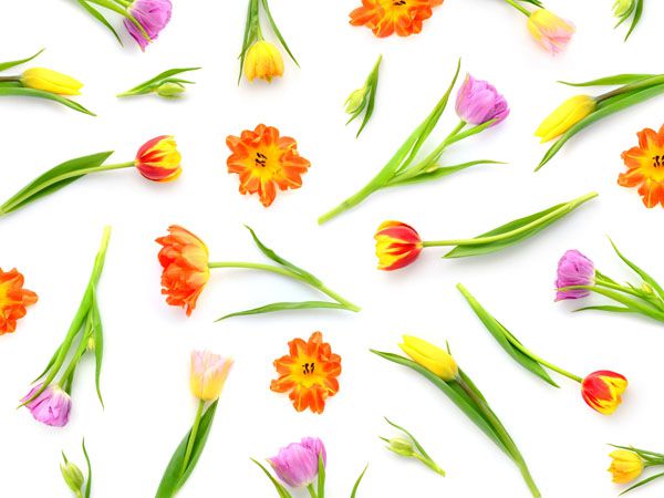 luxartim.ro-flower, tulip, beautiful