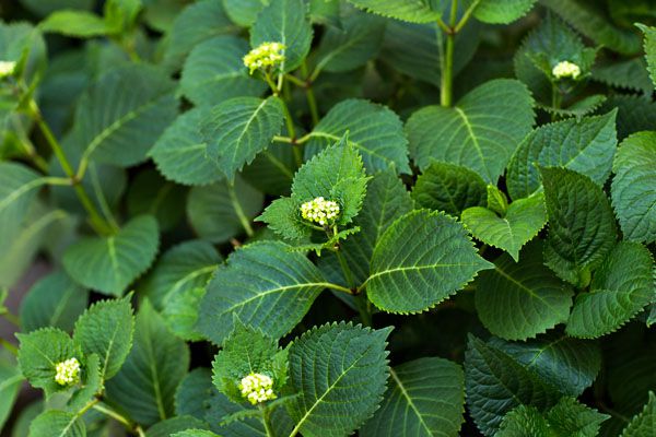 luxartim.ro-green, bush, outdoor