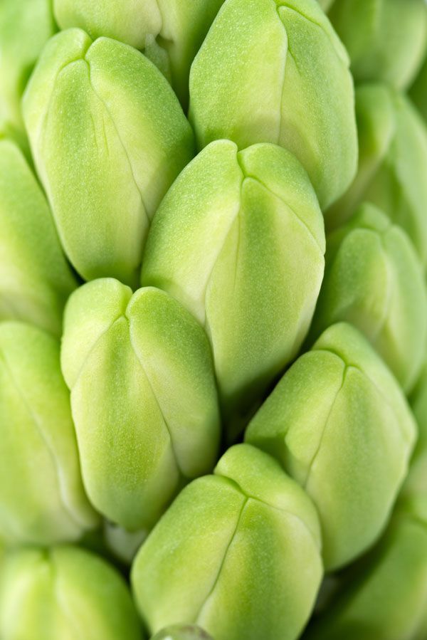 luxartim.ro-Green, Flower, Hyacinth