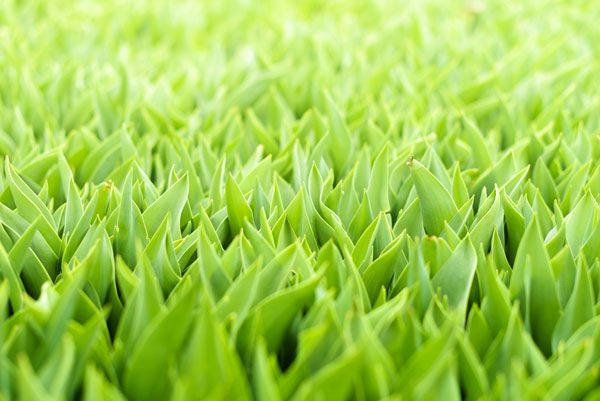 luxartim.ro-green, grass, background