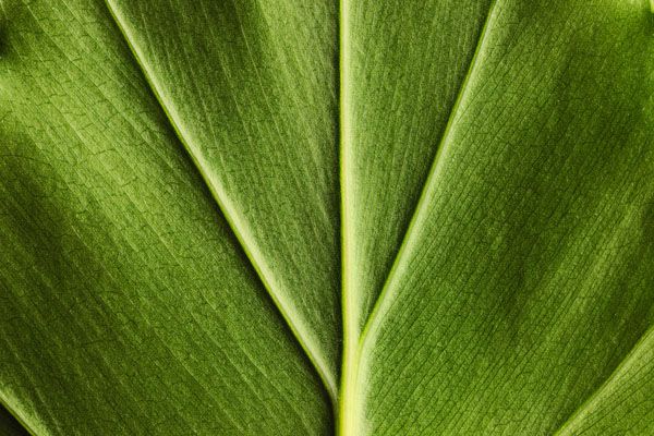 luxartim.ro-green, leaf, background