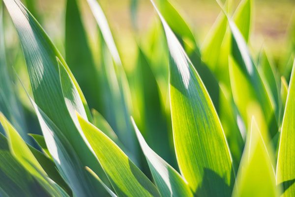 luxartim.ro-leaf, green, flower