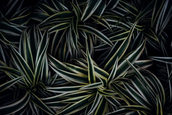 luxartim.ro-stripe, black, background