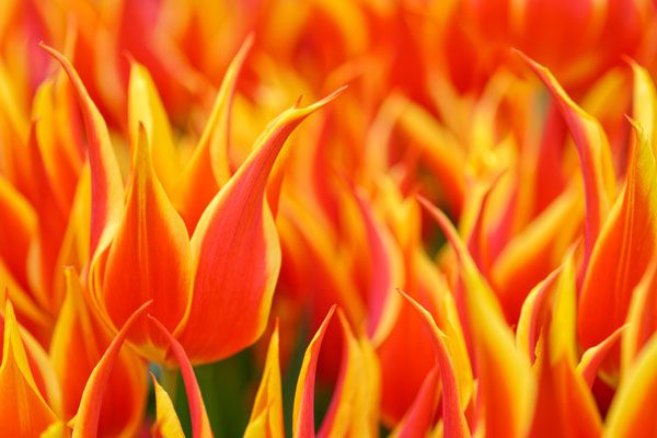 luxartim.ro-tulip, yellow, red