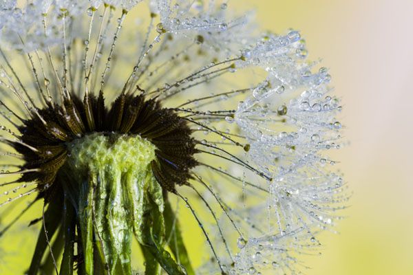 luxartim.ro-water, dew, nature