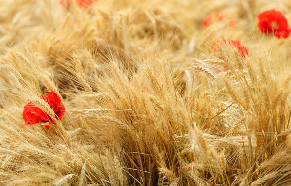 luxartim.ro-wheat, field, spike (4)